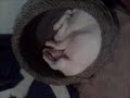 Pookie In Her Bed