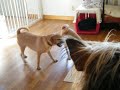 the Puggle Brothers Pt 1