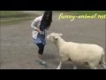 Sheep chasing pretty girl 