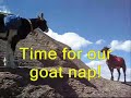 FT817/Buddistick/Goats on the Rocks