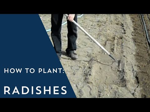 how to replant radishes