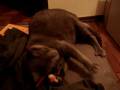 videos de Gata brincando