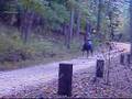 Singlefooting, Speed Racking horse, airmail