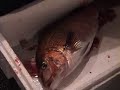 Tsukiji Fish Market PART I