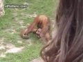 Monkey pissing in his own mouth