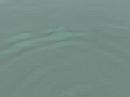 Re: Double slit experiment with waves