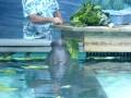 videos de Snooty the Manatee