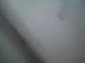 perro wacho etsitado