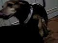 perro wacho etsitado