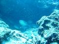 Las Galápagos bajo el agua II