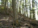 Bottom Hill Look up