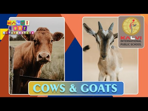 Kalvi Quiz Kindergarten - Episode 8 - Cows ???? and Goats ????