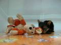 videos de Yorky Hembra STA REF:174