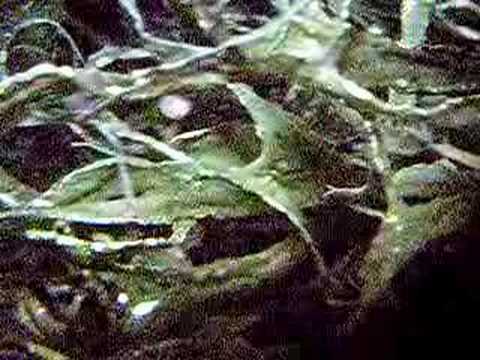 PCC Rock Creek Lichen Study - ...