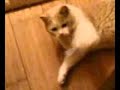 My lovely cat - name Vasya is play with me))
