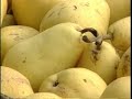 Intestinal Cleansing Parasitosis Parasitic Diseases