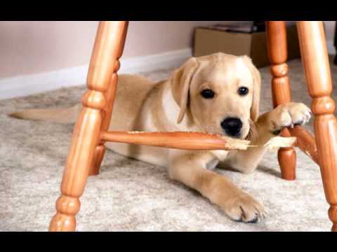 how to eliminate odors from carpet