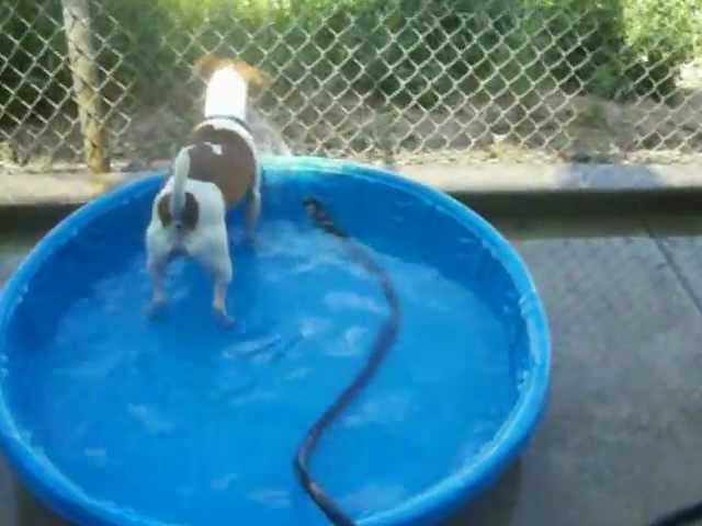 Jack, the Jack Russell Terrier, Plays with the hose