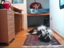 Trickdogging by Rory and Luna