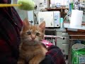 ★おめめが見えるようになった奇跡のニャンコ 猫の里親会1月24日