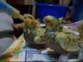 Cockatiel Free-for-all