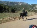Katouna - Oscar - The Black Stallion - 11/11/2008
