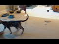 Chico and Leena Playing