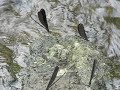 ?????Calopteryx atrata Selys??video 09
