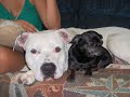 Breed Specific Legislation sucks