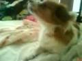videos de Tallking dog