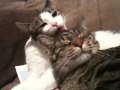 Look at my Cats!