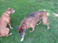 Boxers and the Broom