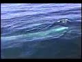 Whales With Names - Fin Whale and Calf