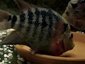 Flowerhorn Breeding