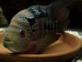 Flowerhorn Breeding