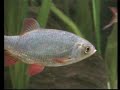 Rudd in my Cold water fish tank/ Rotfedern im Aquarium [7/7]