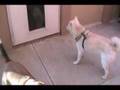 Kinako and Cindy and the dog door