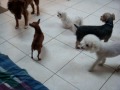 Click here to watch this video Lola,Cry Baby,Penelope, Case,Jack,Mambo, Minnie,Madona,Princess,Edward & brother