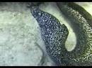 Morey Eel