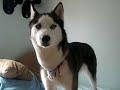 Kaiser Short Howl