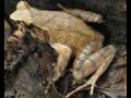 New frog species discovered in Cambodia - Jenny Daltry interview - BBC Radio Wales