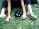 9-4-08 puppy video 6