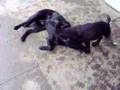 preto vs negra 