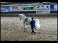 Lipica Stud Farm Slovenia The Home Of The  Lipizzaner Dressa