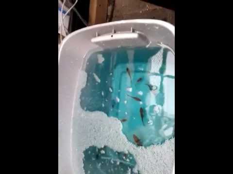 how to cure goldfish ich