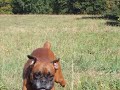 Sam � fond les ballons