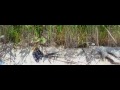 Clip Fredo Viola The Turn (A Pagan Lament)