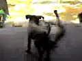 Peke vs Rambo.3gp Peke vs Rambo.3gp