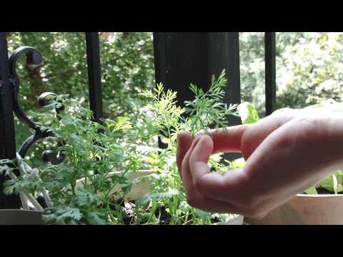 how to replant cilantro