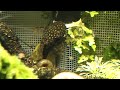 Acquario di Giuseppe Giunta - Ancistrus sp. Snowflake